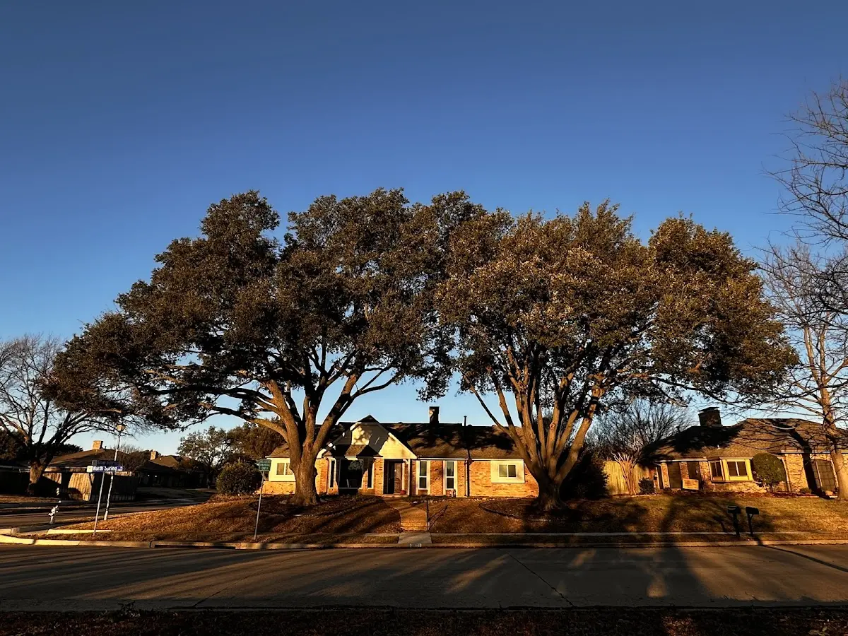 Established residential canopy tree shading a home in Dyersburg
